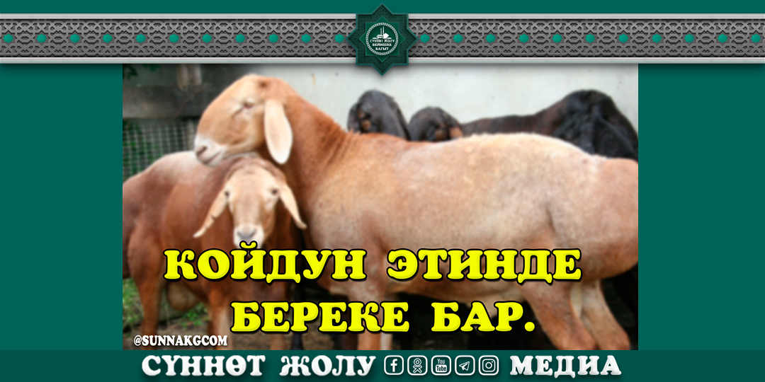 Жыныстық қатынас кезінде жыныс мүшесін қалай пайдалануға болады